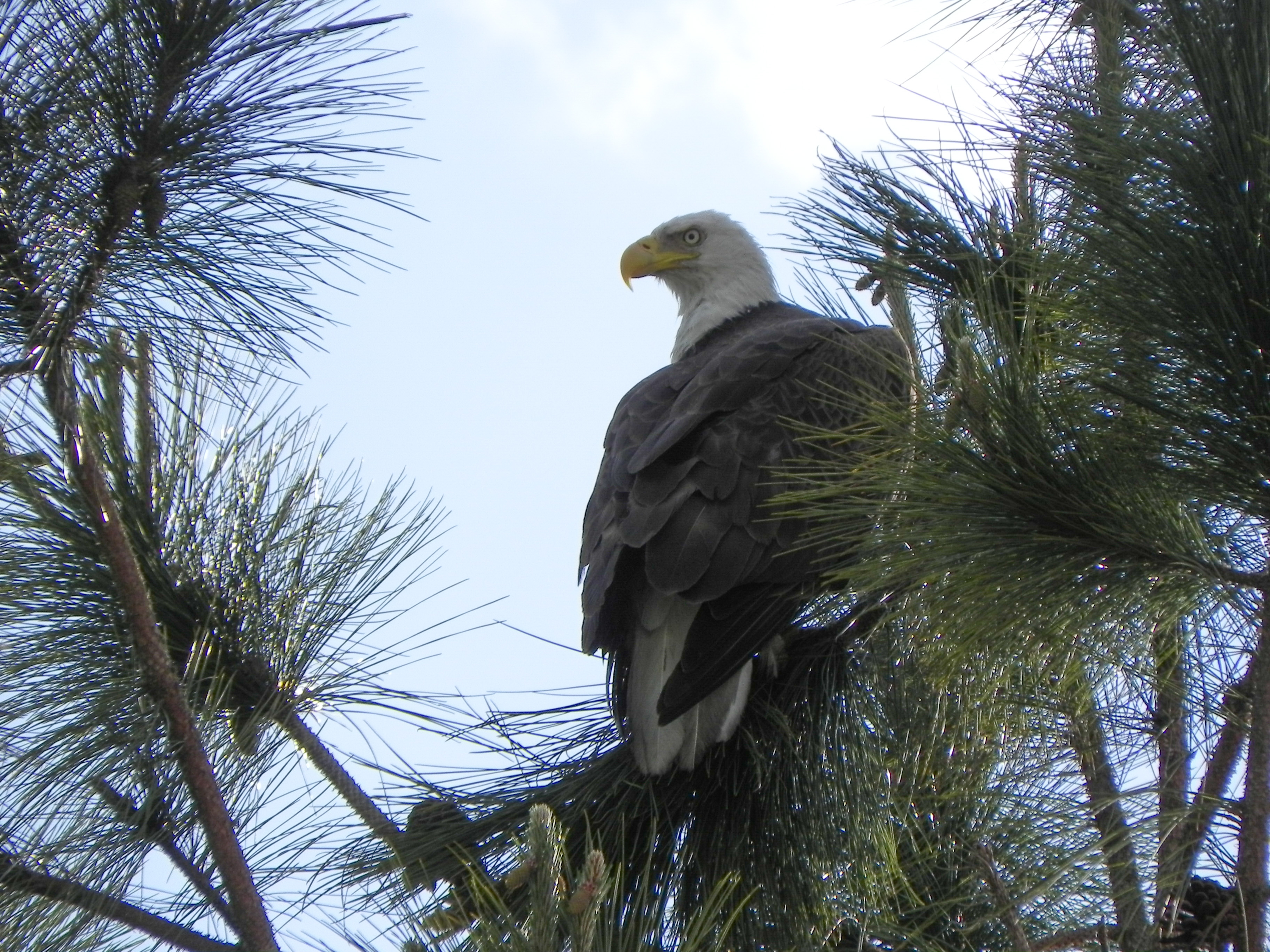 Eagle best_edited.jpg