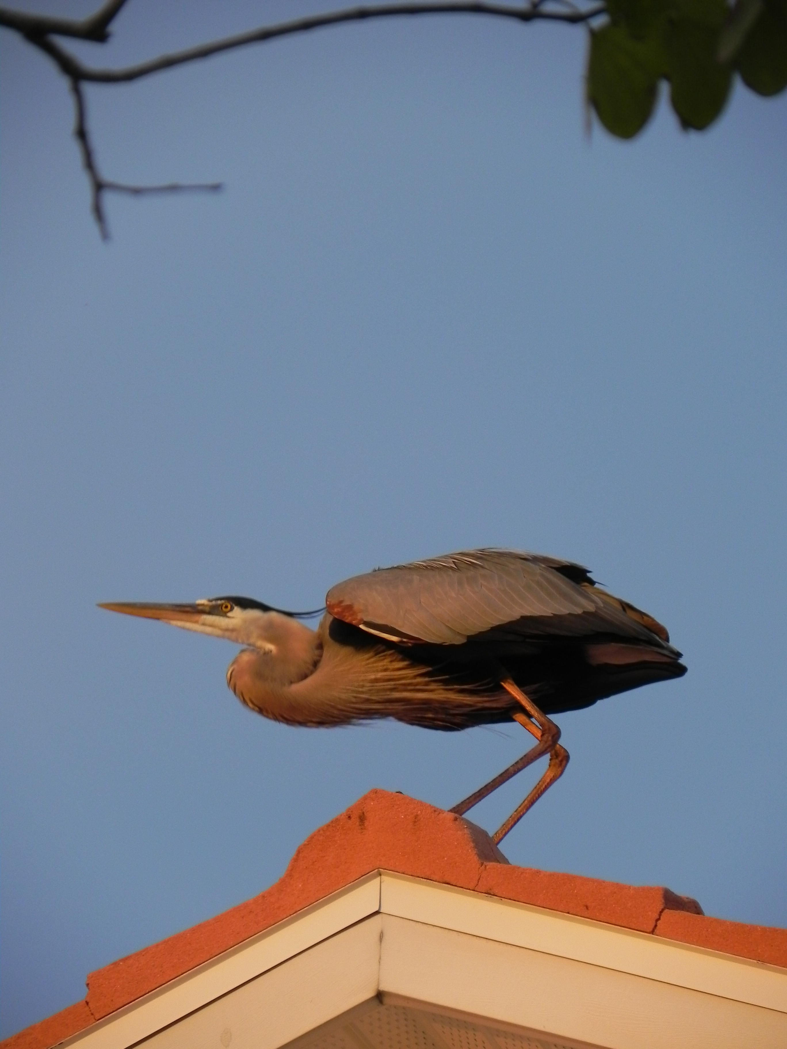 Heron on the roof