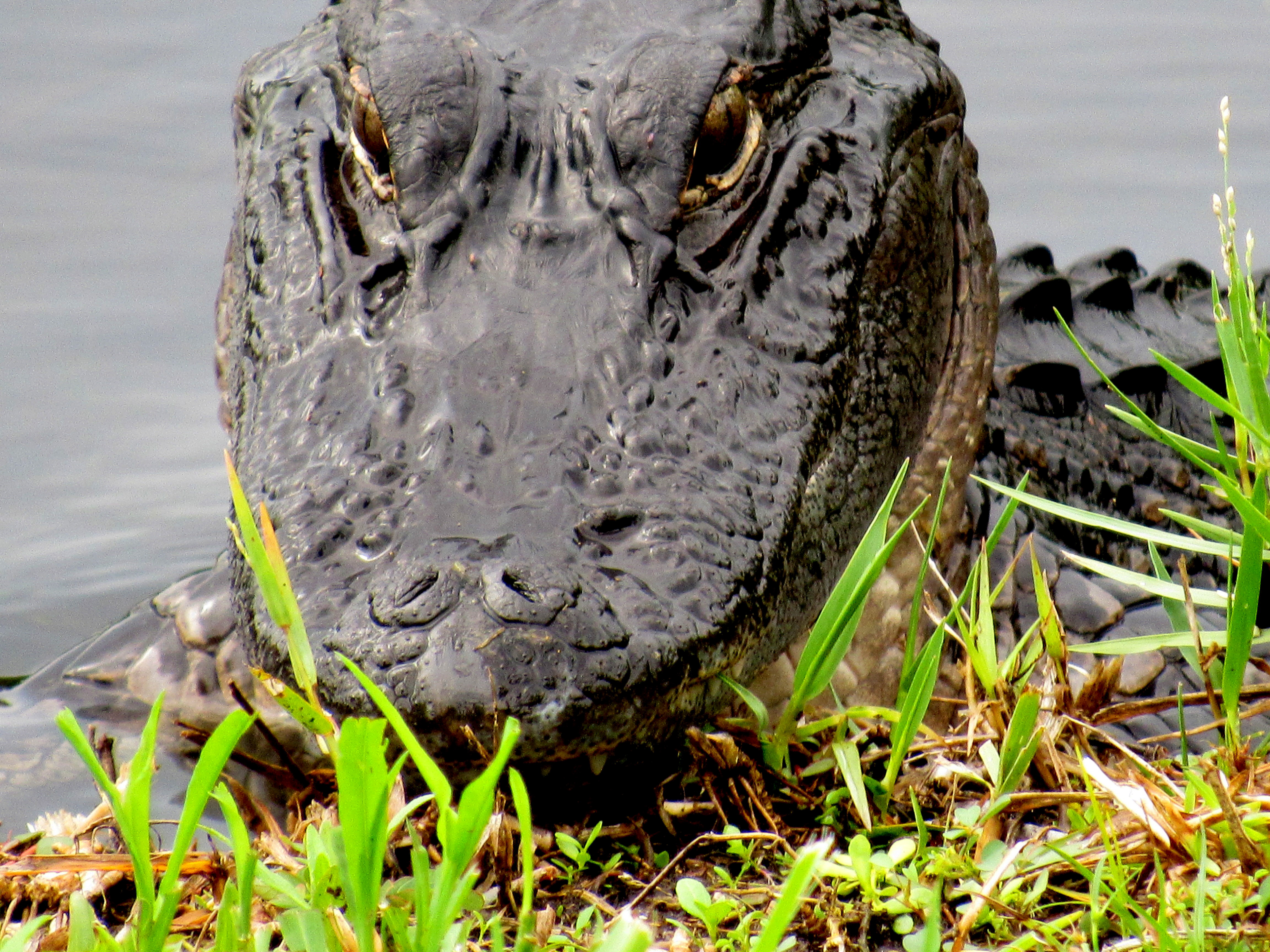 BStrub alligator 2