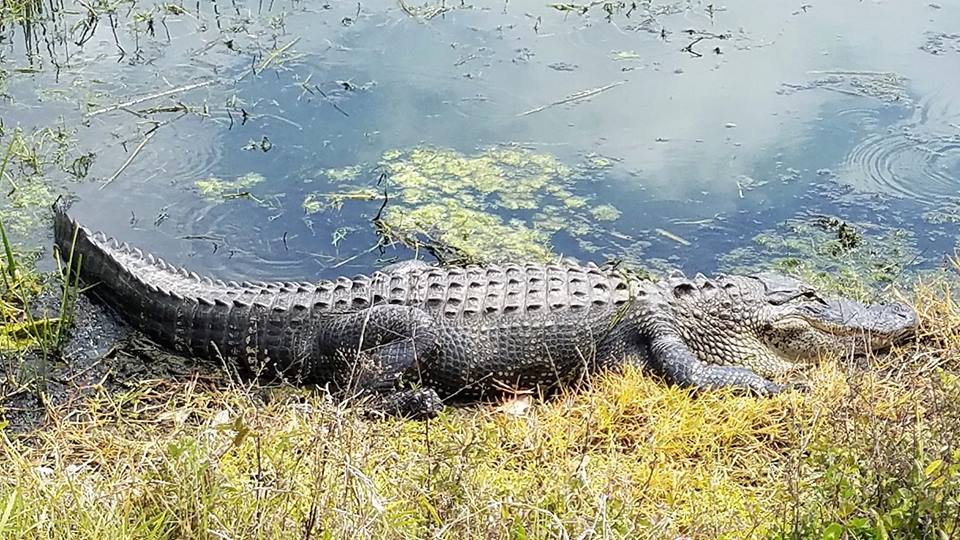 gator on 18th hole